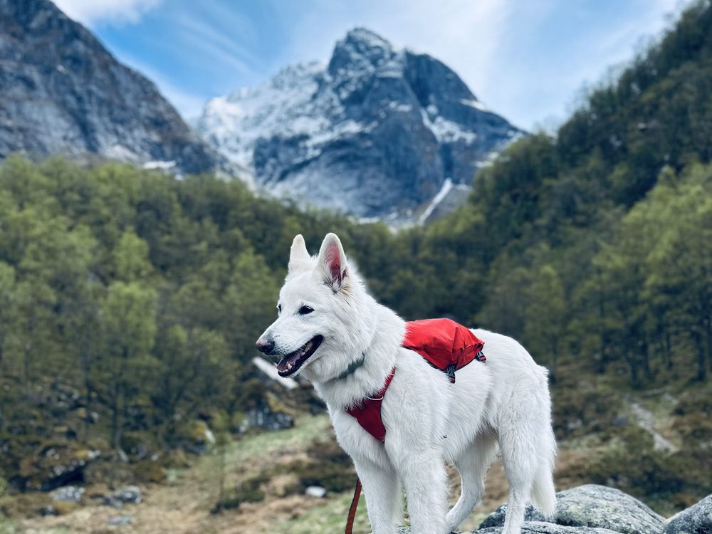 Kuri, ein weißer Schäferhund mit rotem Geschirr, steht vor einer Bergkulisse