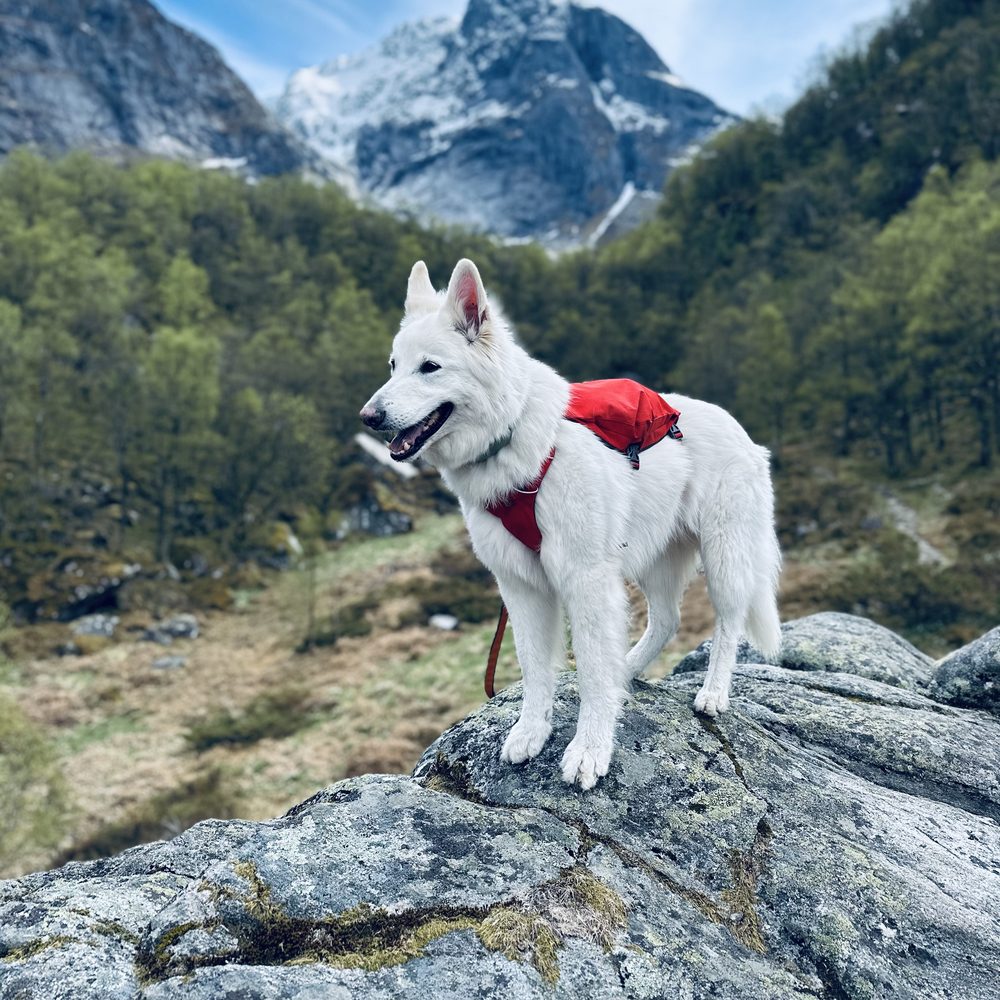 Kuri, ein weißer Schäferhund mit rotem Geschirr, steht auf einem Felsen vor einer Bergkulisse
